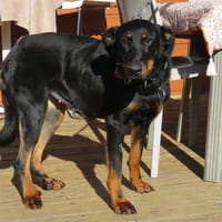 venus dite KIRA, chienne à adopter