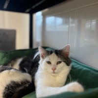 MOCHI, chatte à adopter