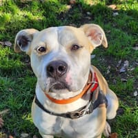 KAISER, chien à adopter