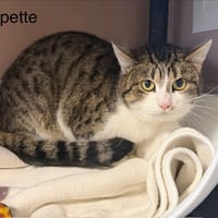 PEPETTE, chatte à adopter