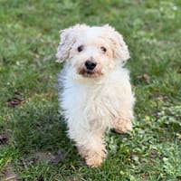 Pepito CAA14485, chien à adopter