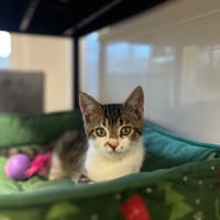 TACOS, chat à adopter