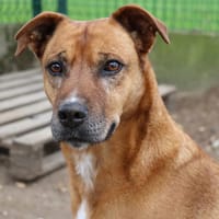 IRISH, chien à adopter