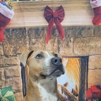 VAUBAN, chien à adopter