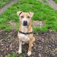 VAUBAN, chien à adopter