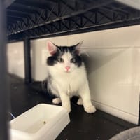 CROUTON, chat à adopter