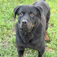 Bok CAA14489, chien à adopter