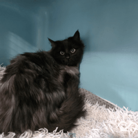 sina, chatte à adopter