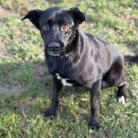 Dolce CAA14482, chienne à adopter