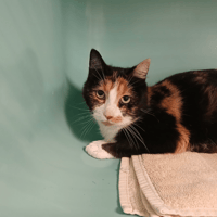 TROMPETTE, chatte à adopter