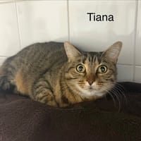 Tiana, chatte à adopter