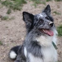Tchoupi, chien à adopter