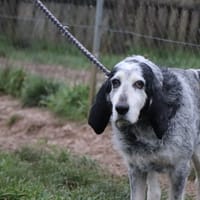 Igor, chien à adopter