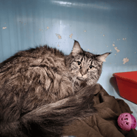 suzie, chatte à adopter