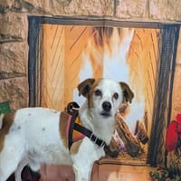 MAX, chien à adopter