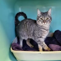 AMANDE, chatte à adopter