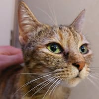 Maya, chatte à adopter
