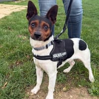 Pollux, chien à adopter