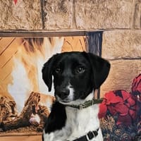 ALMA, chienne à adopter