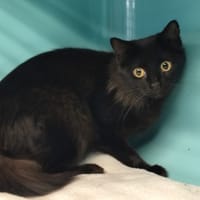 Isabelle, chatte à adopter