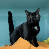 FELIA, chatte à adopter