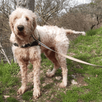 Oscar, chien à adopter