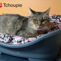 Tchoupie, chatte à adopter
