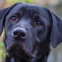 BERNIE, chien à adopter