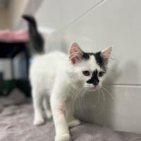 SUBWAI, chat à adopter