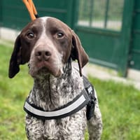 CARTOUCHE, chien à adopter