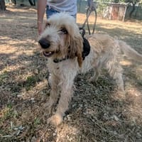 Broussaille, chien à adopter