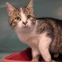 BALIA, chat à adopter
