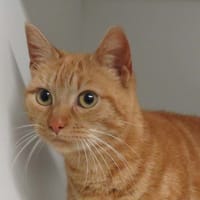 ORANGE, chatte à adopter