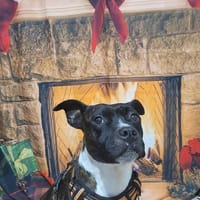 ORIA, chienne à adopter