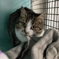 ALITTA, chatte à adopter
