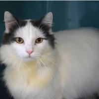 AZUR, chat à adopter