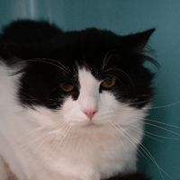 PEPERE, chat à adopter