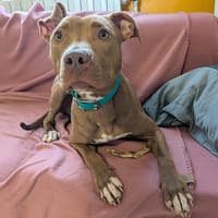 ALYA, chienne à adopter