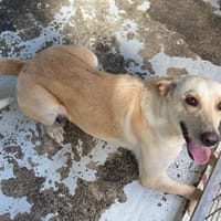 NAËLLE, chienne à adopter