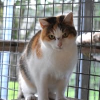 CANNELLE, chatte à adopter
