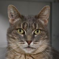 Souris, chatte à adopter