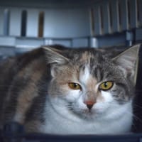 POUPETTE, chatte à adopter