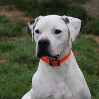 TITAN, chien à adopter