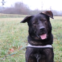 ROCKY, chien à adopter