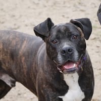 IRKO, chien à adopter