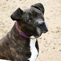 IRKO, chien à adopter