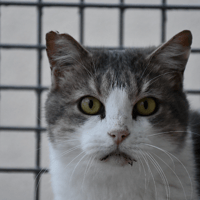 Coca, chat à adopter