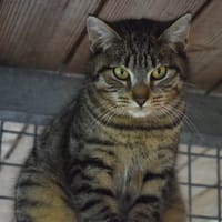 PATATI, chat à adopter