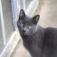 Skar, chat à adopter