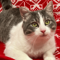 TICO, chat à adopter